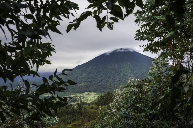 Parc National des Volcans - Rwanda