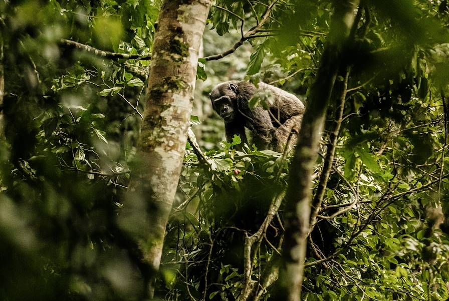 Nyungwe - Rwanda