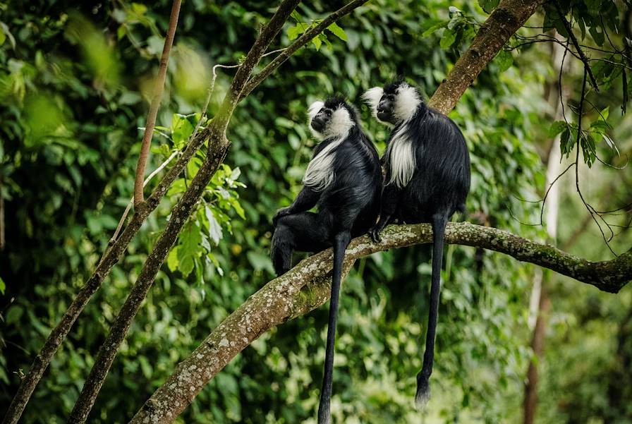 Nyungwe - Rwanda