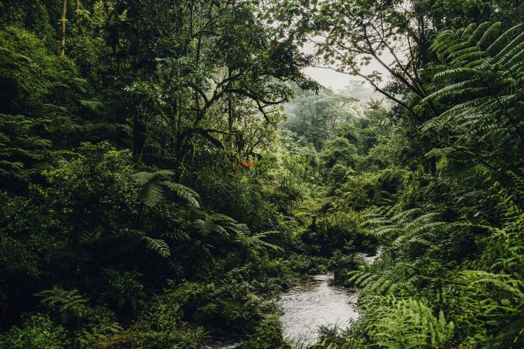 Nyungwe - Rwanda