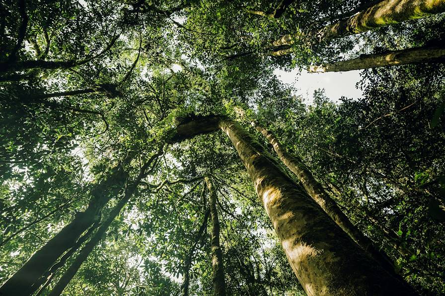 Nyungwe - Rwanda