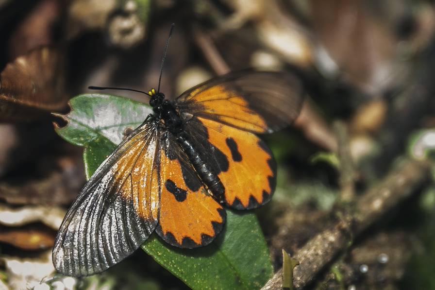 Santé voyage à Hawaï : Vaccins & Insectes