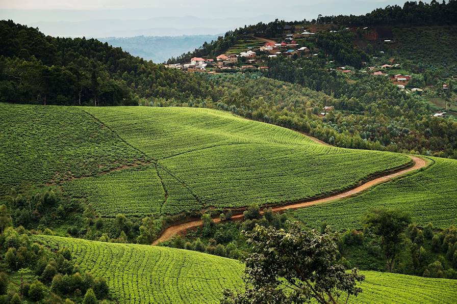 Nyungwe - Rwanda