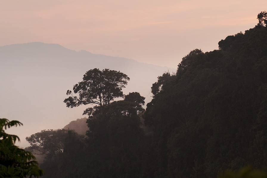 Nyungwe - Rwanda