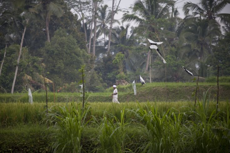 Environs d'Ubud - Bali