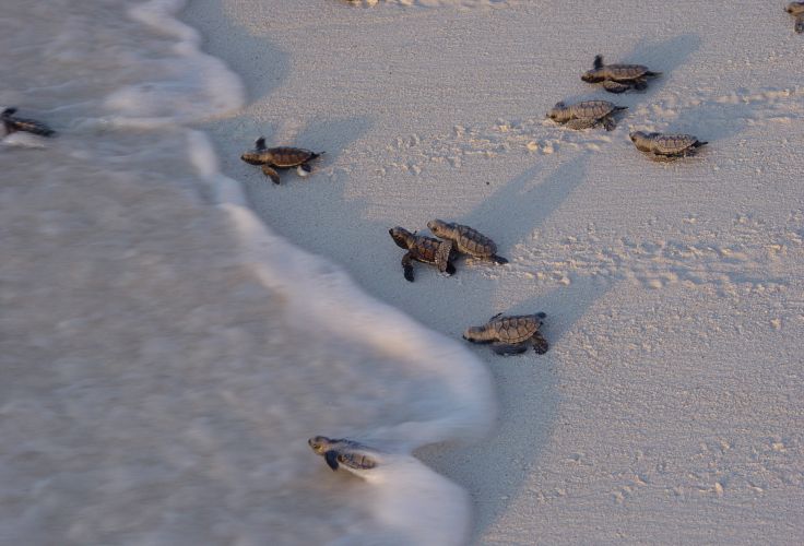 Bird Island - Seychelles