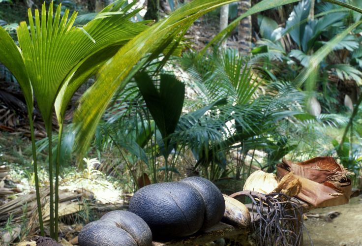Vallée de Mai - Praslin - Seychelles