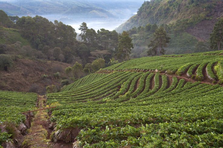 Doi Ang Khang - Province de Chiang Mai - Doi Ang Khang