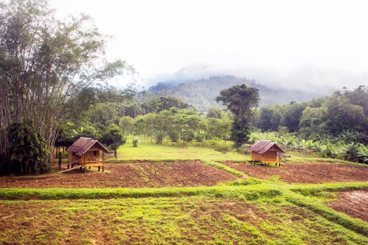 Our Jungle Camp – Khao Sok - Thaïlande