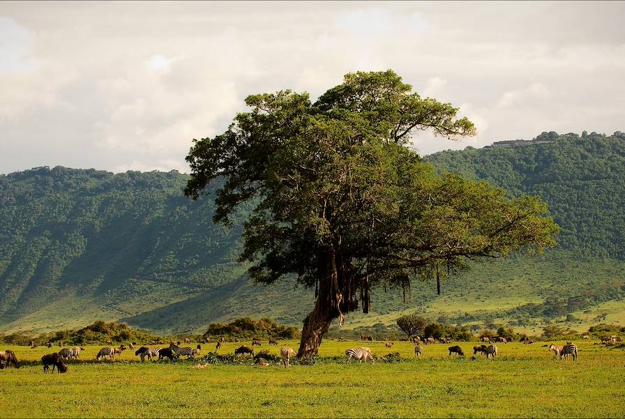 Cratère du Ngorongoro - Tanzanie