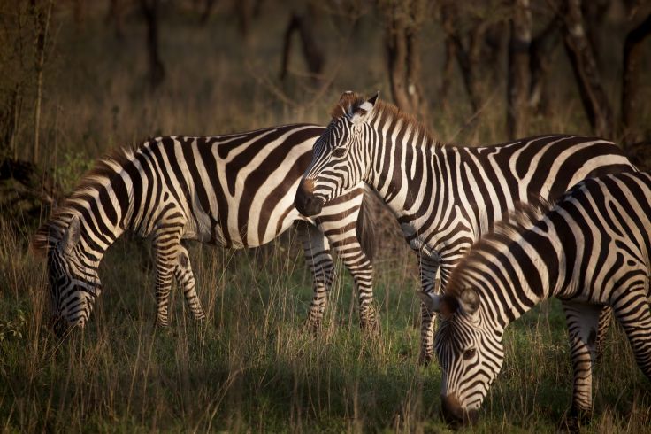 Tanzanie