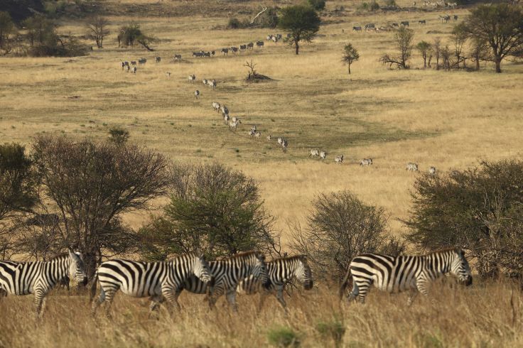 Parc national du Serengeti - Tanzanie