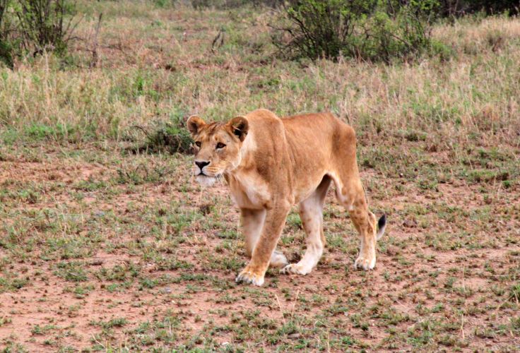 Parc national du Serengeti - Tanzanie