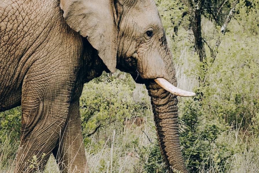 Parc du Selous - Tanzanie