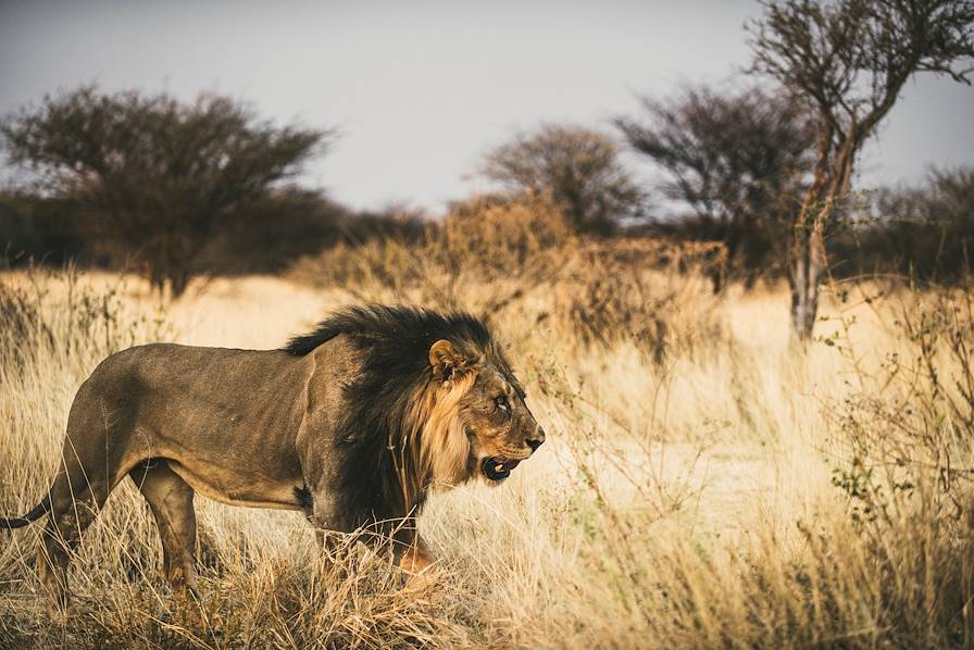 tanzanie safari