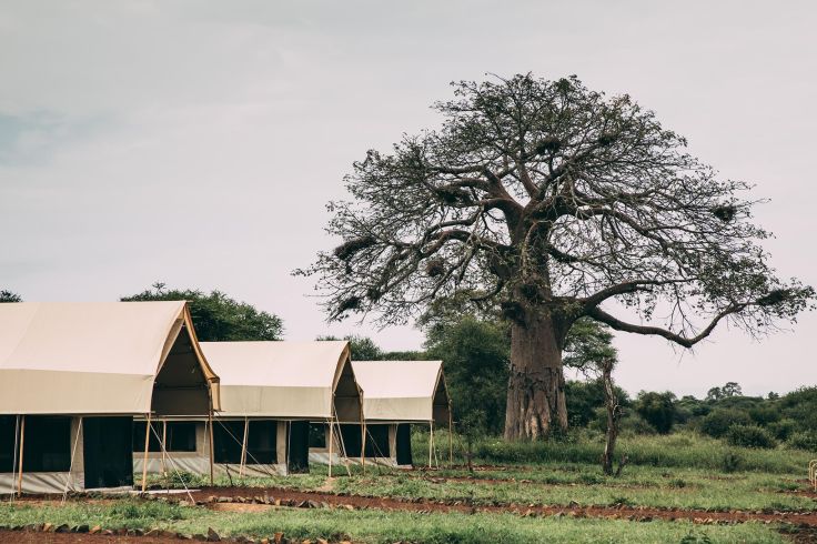 Parc du Tarangire - Tanzanie