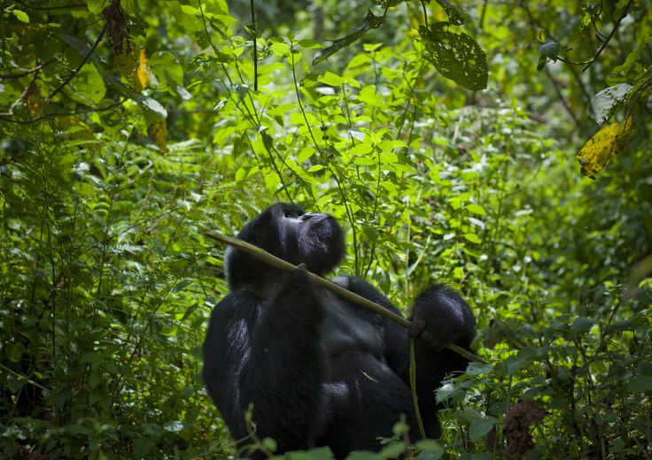 Parc national des Volcans - Rwanda