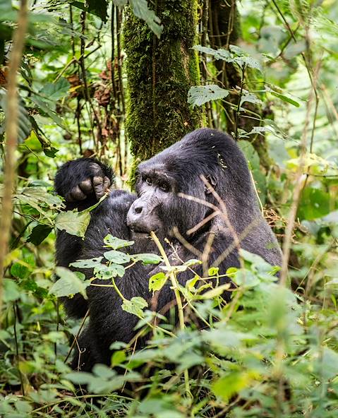 Forêt impénétrable de Bwindi - Ouganda