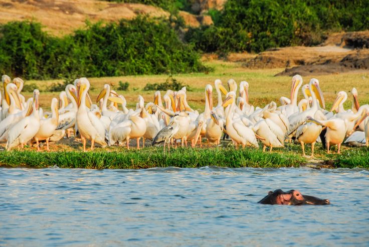 Canal de Kazinga - Parc national Queen Elizabeth - Ouganda