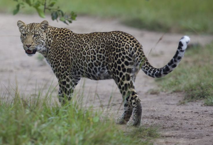 Lac Mburo - Ouganda