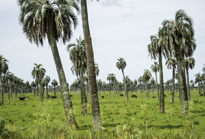 Région de la Rocha - Uruguay