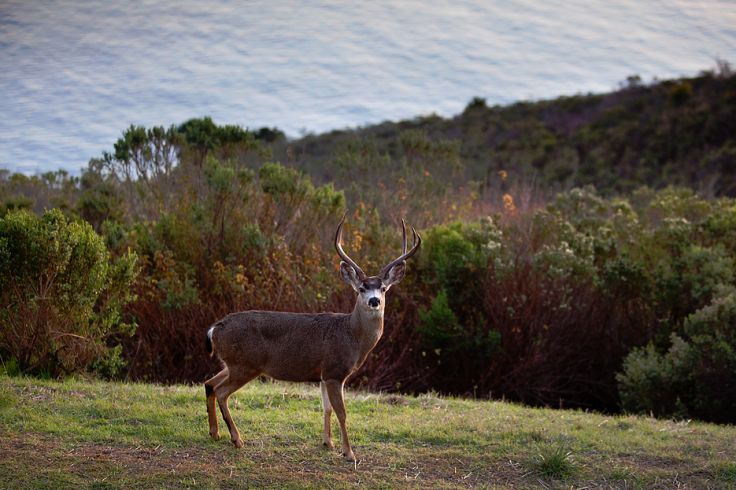 Post Ranch Inn - Big Sur - Etats-Unis