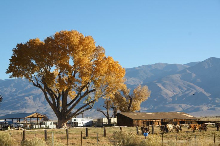 Sur la route de Mammoth Lakes - Californie - Etats-Unis