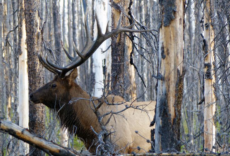 Parc national de Yellowstone - Etat du Wyoming - Etats-Unis