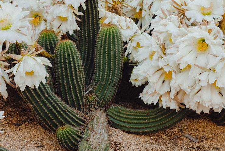 Cactus - Nouveau-Mexique