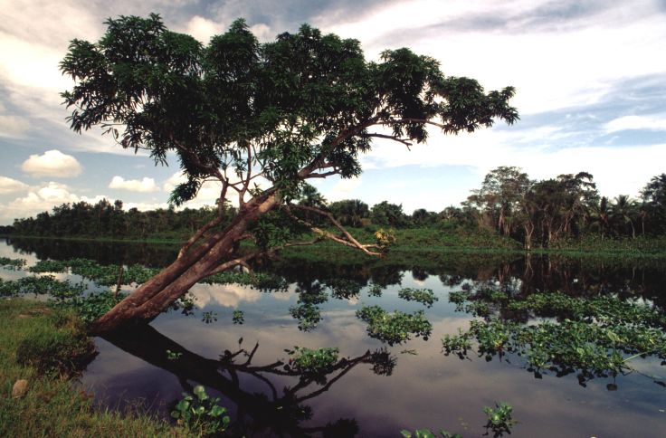 Delta de l'Orénoque - Vénézuela