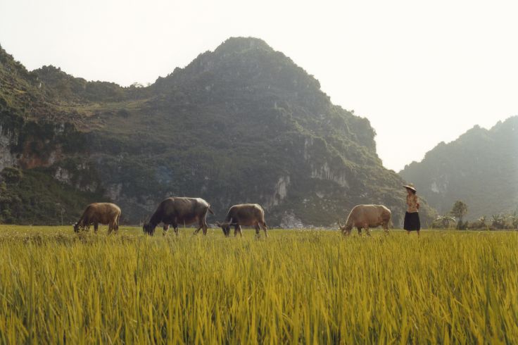 Vietnam