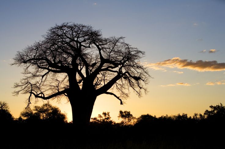 Pafuri - Afrique du Sud