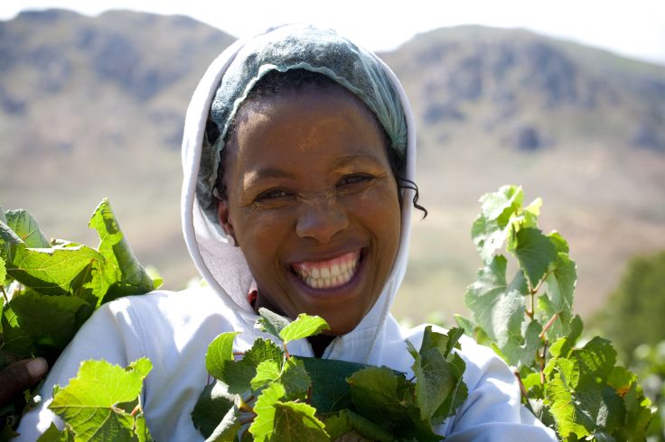 Vendanges - Route des Vins - Afrique du Sud