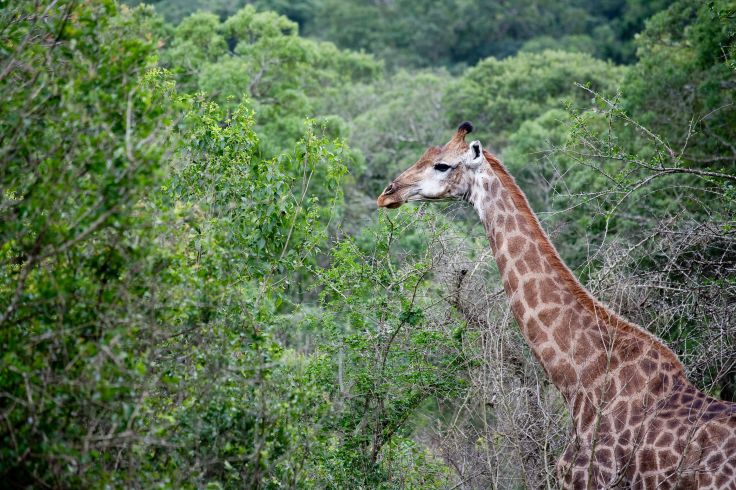 Mpumalanga - Afrique du Sud