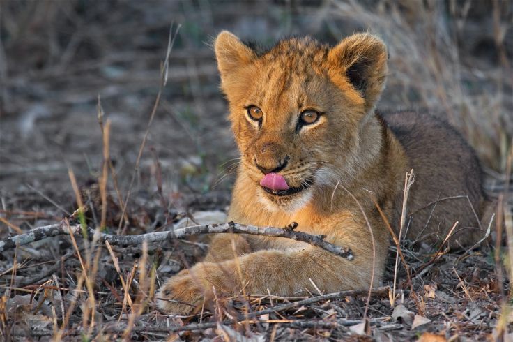 Arathusa Safari Lodge - Réserve privée de Sabi Sand - Afrique du Sud