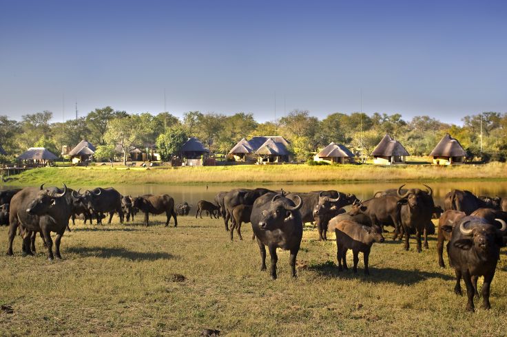 Arathusa Safari Lodge - Réserve privée de Sabi Sand - Afrique du Sud