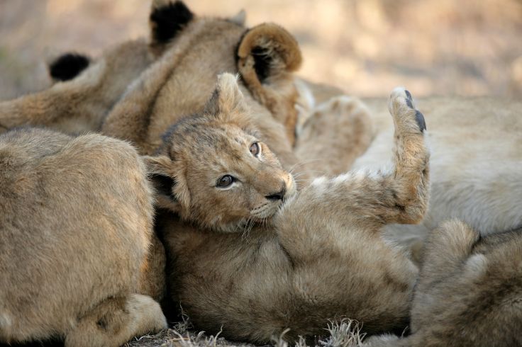 Réserve privée de Sabi Sand - Afrique du Sud