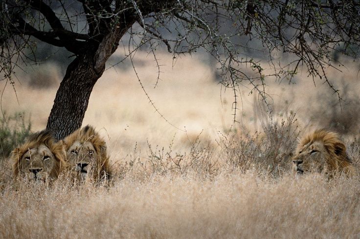 Parc Kruger - Afrique du Sud