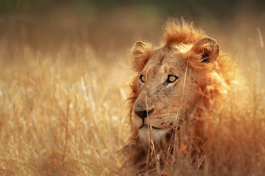 Voyage itinérant Afrique du Sud - Le Cap - parc Kruger - Johannesburg