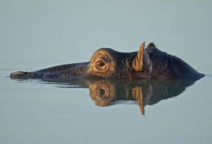 Parc Kruger - Afrique du Sud