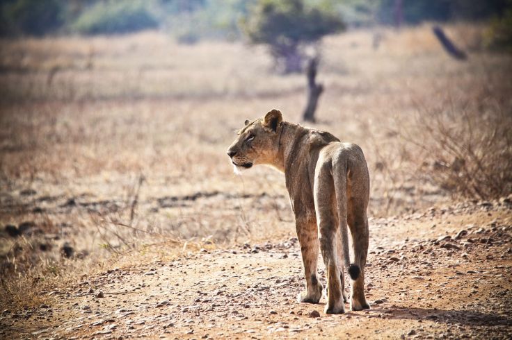 Parc Kruger - Afrique du Sud