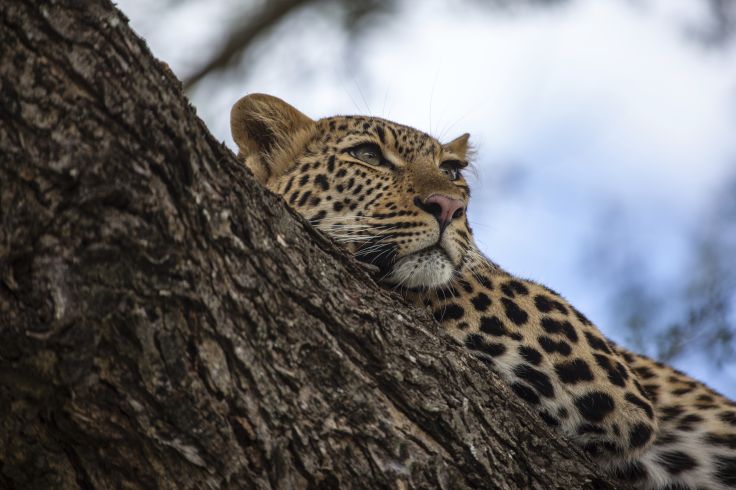 Parc Kruger - Afrique du Sud