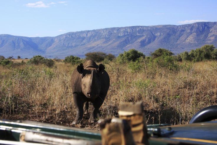 White Elephant Lodge - Réserve privée de Pongola - Afrique du Sud