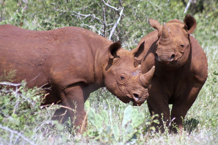 Réserve privée de Pongola - Afrique du Sud