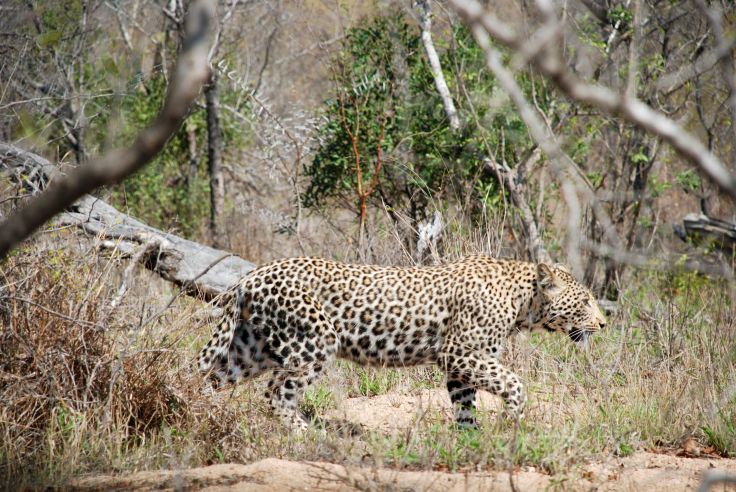 Réserve de Sabi Sand - Mpumalanga - Afrique du Sud