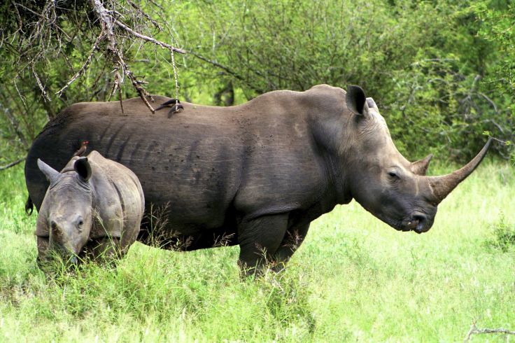 Parc royal national Hlane - Swaziland - Afrique du Sud