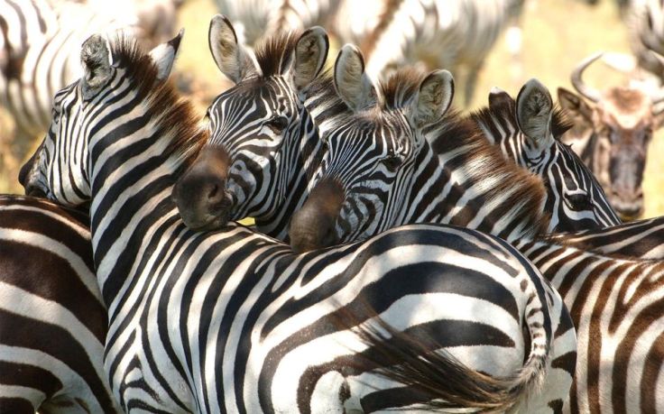 Kirkman's Kamp Safari Lodge - Réserve Privée de Sabi Sand - Afrique du Sud