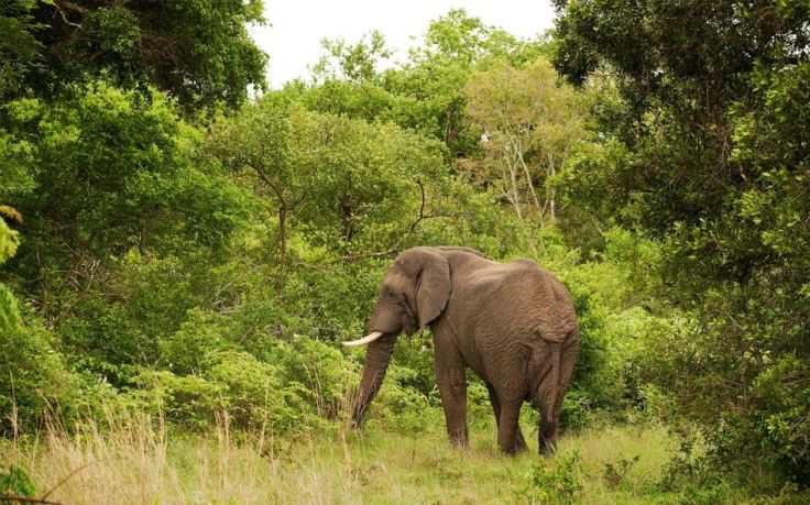 Kirkman's Kamp Safari Lodge - Réserve Privée de Sabi Sand - Afrique du Sud