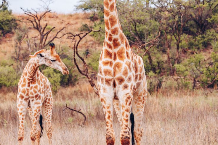 Voyage itinérant Afrique du Sud - Réserve de Nkomazi - White River - Hoedspruit - parc Kruger - Le Cap
