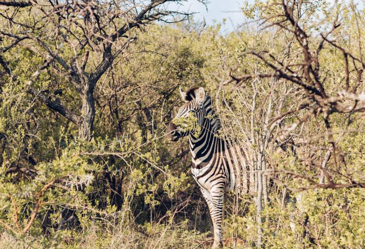 Afrique du Sud